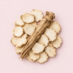 Angelica Root