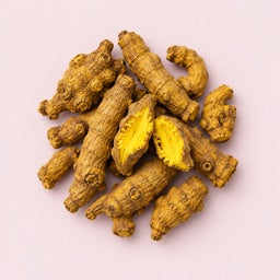 Coptis Root